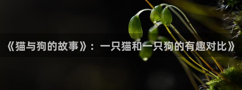 男男腐漫画网站：《猫与狗的故事》：一只猫和一只狗的有趣对比》
